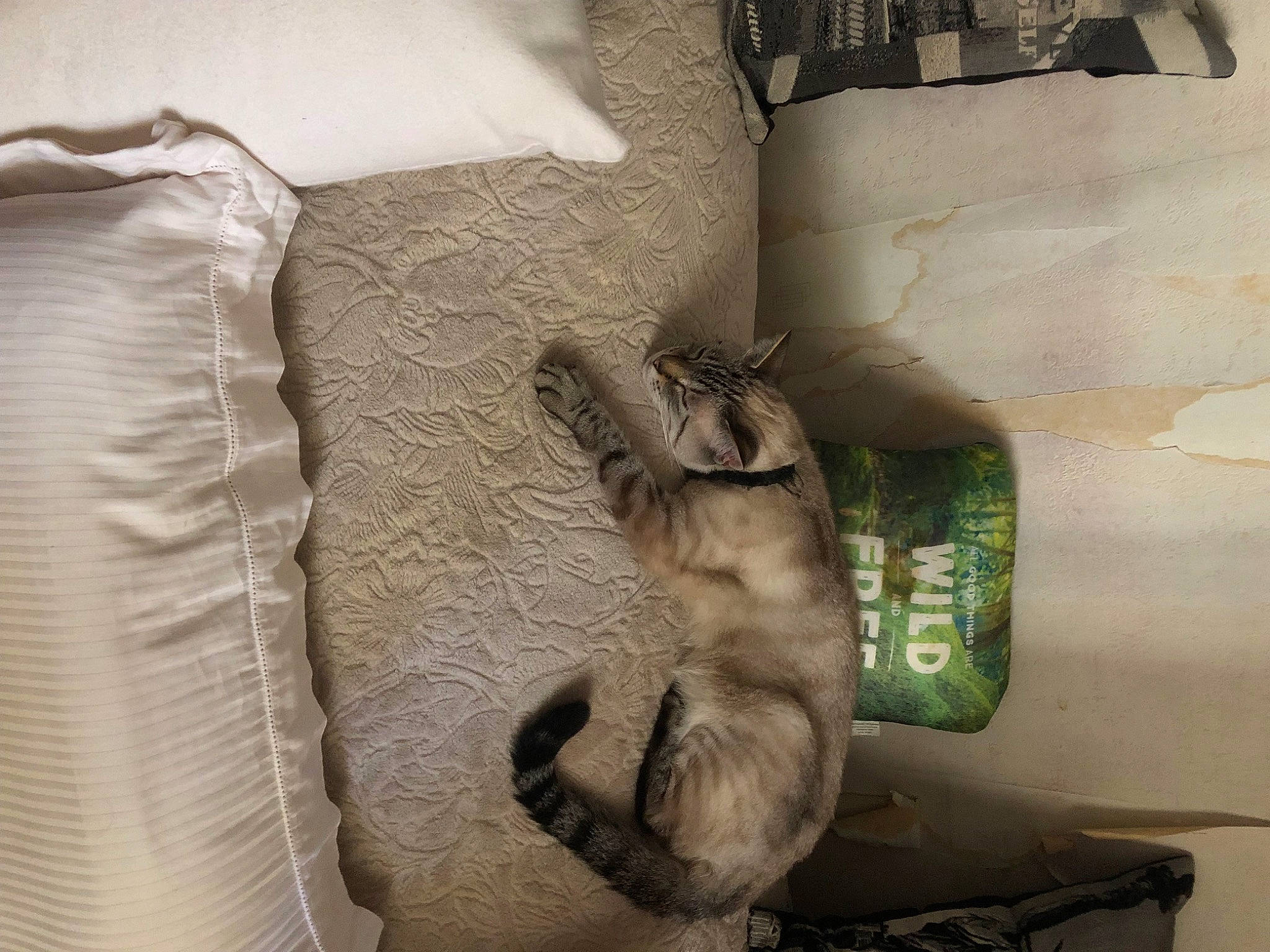 Yoshi a rejoint le concours — aidez-le/la à gagner de superbes lots ! art, artifact, bedding, carving, classical_sculpture, comfort, felidae, fur, linens, metal, monument, plaster, room, sculpture, small_to_medium_sized_cats, statue, tail, visual_arts, wood