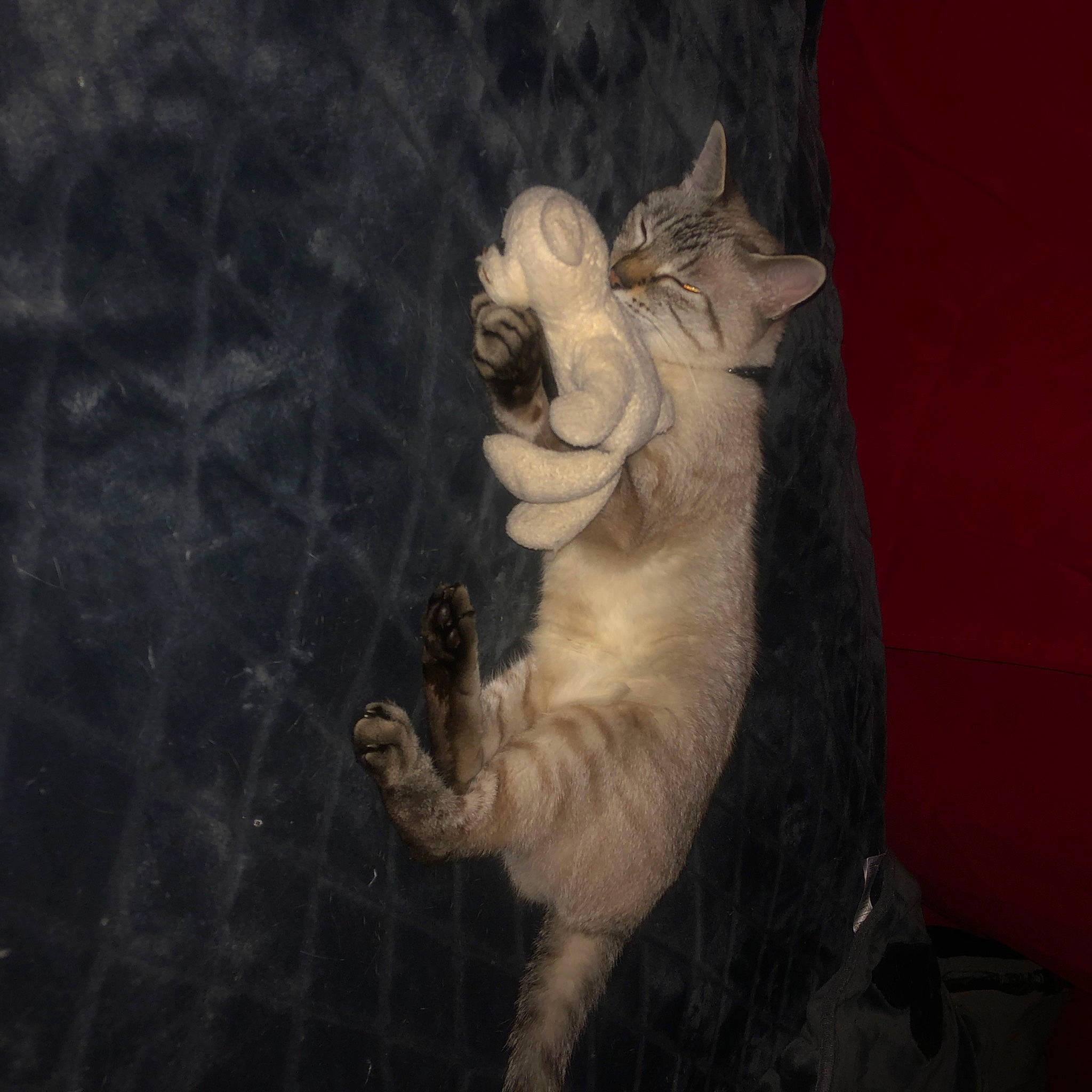 Yoshi a rejoint le concours — aidez-le/la à gagner de superbes lots ! big_cats, carnivore, cat, claw, darkness, domestic_short_haired_cat, fang, fawn, felidae, flash_photography, fur, paw, small_to_medium_sized_cats, snout, tail, terrestrial_animal, visual_arts, whiskers, wildlife, window