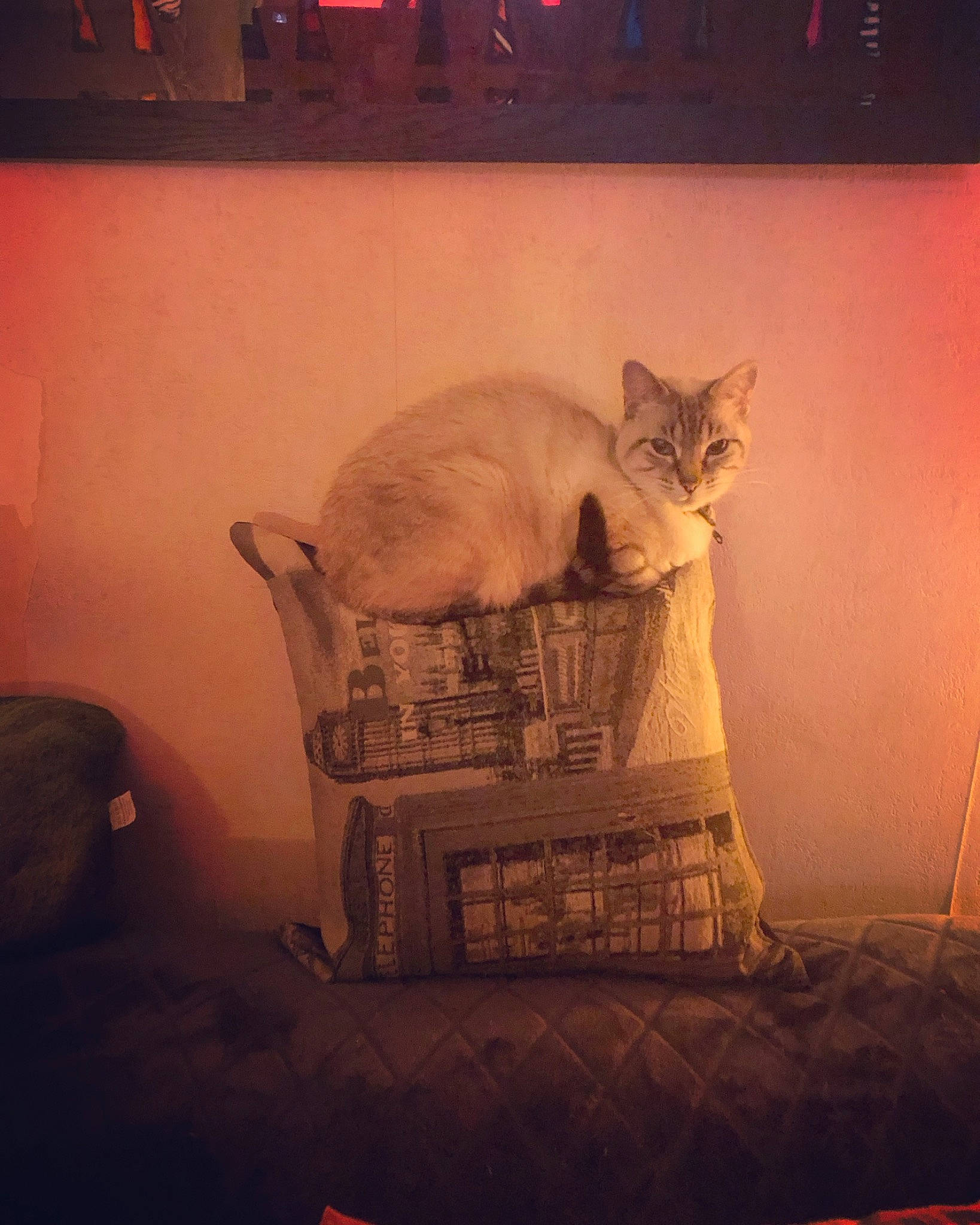 Yoshi participe au concours pour gagner de l'argent avec cette photo : art, carnivore, cat, cloud, comfort, darkness, domestic_short_haired_cat, felidae, fur, grey, hardwood, plant, room, sky, small_to_medium_sized_cats, tail, tints_and_shades, visual_arts, whiskers, wood