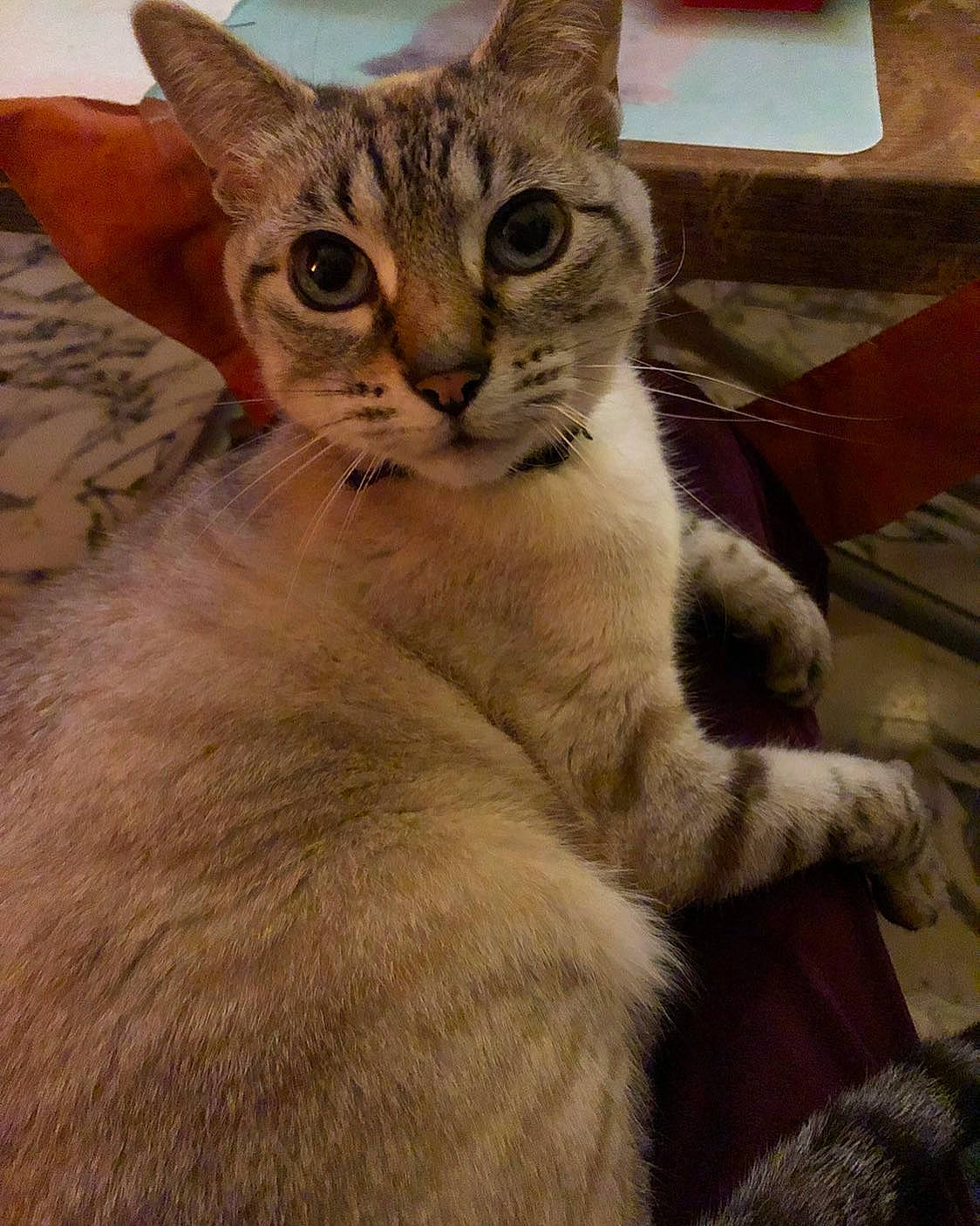 Yoshi participe au concours pour gagner de l'argent avec cette photo : carnivore, cat, cat_supply, claw, comfort, domestic_short_haired_cat, ear, fawn, felidae, fur, gesture, paw, photo_caption, small_to_medium_sized_cats, snout, tail, terrestrial_animal, whiskers, wildlife, window