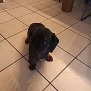 Sandrine Hubben participe au concours pour gagner de l'argent avec cette photo : dog, dachshund, black_dog, indoor, tile_floor, floor_tiles, pet, animal, small_dog, looking_up, shadow, cozy, brown_paws, ears, snout, legs, quiet, home, wooden_table_leg, chair_leg