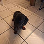 dog, dachshund, black_dog, indoor, tile_floor, floor_tiles, pet, animal, small_dog, looking_up, shadow, cozy, brown_paws, ears, snout, legs, quiet, home, wooden_table_leg, chair_leg
