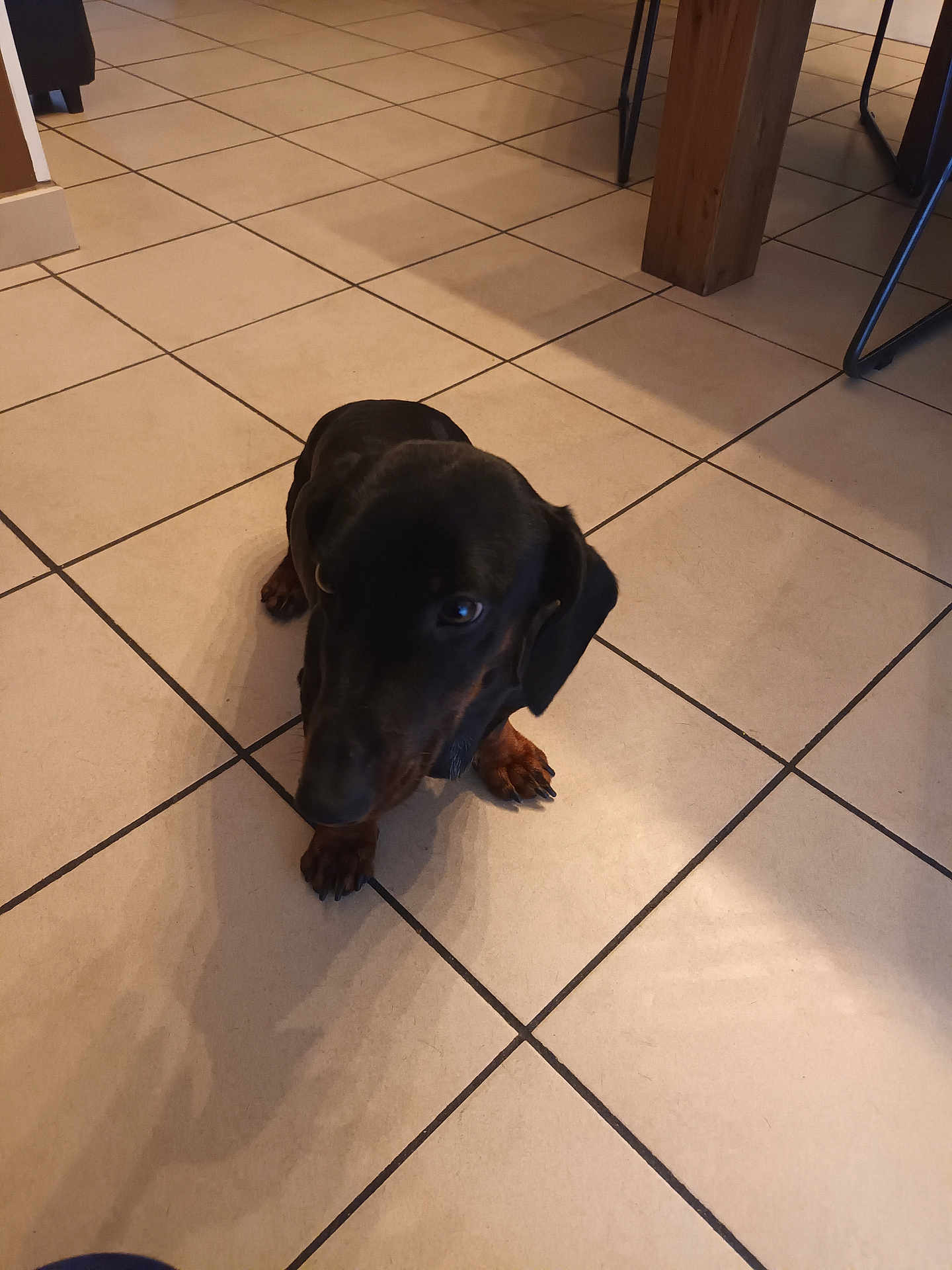 Sandrine Hubben participe au concours pour gagner de l'argent avec cette photo : dog, dachshund, black_dog, indoor, tile_floor, floor_tiles, pet, animal, small_dog, looking_up, shadow, cozy, brown_paws, ears, snout, legs, quiet, home, wooden_table_leg, chair_leg