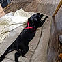 Arrow a rejoint le concours — aidez-le/la à gagner de superbes lots ! dog, black_dog, dog_bed, red_harness, blanket, wooden_floor, indoor, pet, relaxed, plush, furniture, cozy, home, resting, canine, animal, comfort, domestic, laying_down, floor