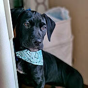 Arrow a rejoint le concours — aidez-le/la à gagner de superbes lots ! dog, black_dog, bandana, pet, indoors, curious, portrait, animal, canine, furniture, closeup, young_dog, looking_away, domestic_animal, friendly, cute, ears, snout, fur, brown_eyes