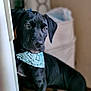 dog, black_dog, bandana, pet, indoors, curious, portrait, animal, canine, furniture, closeup, young_dog, looking_away, domestic_animal, friendly, cute, ears, snout, fur, brown_eyes