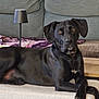 dog, black_dog, lounge, couch, lamp, indoor, pet, animal, relaxed, furniture, home, cozy, modern, portrait, looking_at_camera, canine, resting, domestic, comfortable, living_room