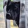 dog, black_dog, curtain, window, peeking, outdoor, deck, chair, pet, animal, canine, portrait, looking, face, ears, whiskers, sunlight, shade, background, home
