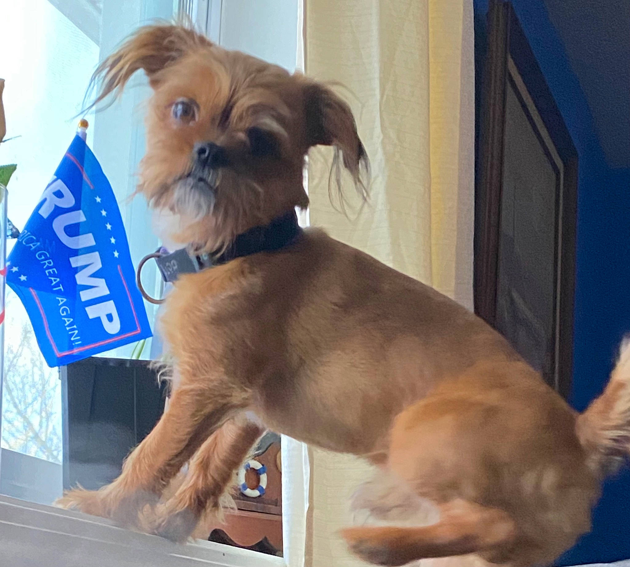 Joey joined the competition — help win amazing prizes! canidae, carnivore, collar, companion_dog, dog, dog_breed, dog_clothes, dog_collar, dog_supply, fawn, fur, liver, pet_supply, puppy, small_terrier, snout, sporting_group, terrier, toy_dog, working_animal