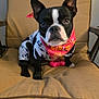 dog, boston_terrier, pet, animal, chair, cushion, indoor, costume, bandana, black_and_white, cute, small_dog, looking_at_camera, ears_up, face, fur, paw, floor, carpet, home