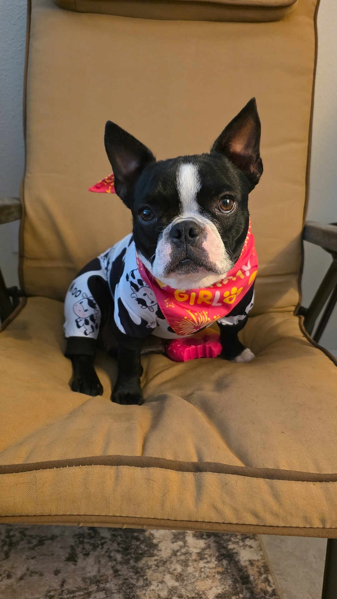 Diva is registered to the contest to win money with this photo: dog, boston_terrier, pet, animal, chair, cushion, indoor, costume, bandana, black_and_white, cute, small_dog, looking_at_camera, ears_up, face, fur, paw, floor, carpet, home