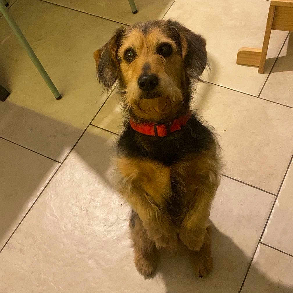 Delile participe au concours pour gagner de l'argent avec cette photo : alert, animal, black_fur, brown_fur, collar, companion, cute, dog, domestic, foot, furniture_leg, human, indoor, looking_up, paw, pet, sandal, shadow, small_dog, tile_floor