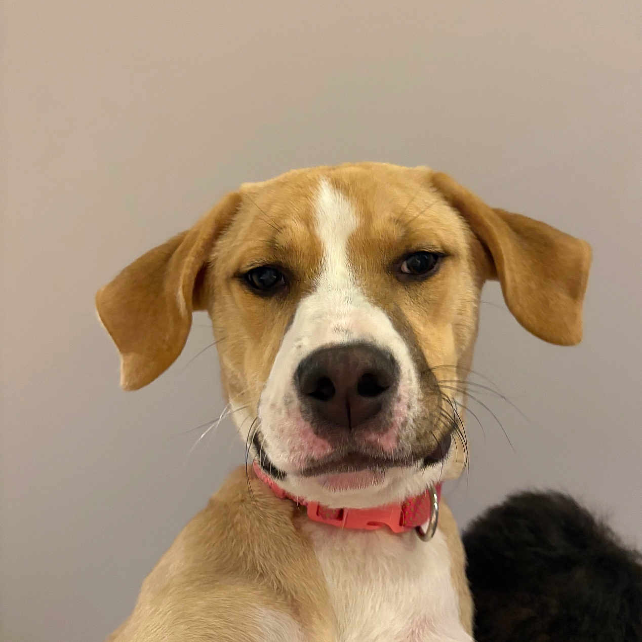 Pénnée a rejoint le concours — aidez-le/la à gagner de superbes lots ! animal, appenzeller, beagle, boxer, bulldog, canine, dog, hound, husky, labradorretriever, pet, pitbull, pointer, puppy, snout