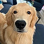 Renny is registered to the contest to win money with this photo: dog, golden_retriever, close_up, nose, fur, pet, indoor, couch, living_room, canine, mammal, animal, domestic_animal, face, whiskers, ears, friendly, cute, companion, home