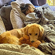 Renny joined the competition — help win amazing prizes! dog, golden_retriever, plush_toy, couch, blanket, person, nap, indoor, window, cozy, fur, relaxation, comfort, living_room, pillow, home, sleep, soft, brown, animal