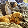 dog, golden_retriever, plush_toy, couch, blanket, person, nap, indoor, window, cozy, fur, relaxation, comfort, living_room, pillow, home, sleep, soft, brown, animal