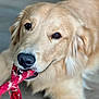 Renny joined the competition — help win amazing prizes! dog, golden_retriever, pet, animal, playing, toy, rope, mouth, close_up, fur, canine, indoor, cute, friendly, brown_eyes, nose, laying_down, focus, portrait, whiskers