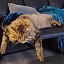 Gribouille a rejoint le concours — aidez-le/la à gagner de superbes lots ! animal, blanket, cat, comfortable, couch, cozy, cute, fluffy, fur, furniture, home, indoor, lazy, living_room, mammal, paws, pet, relaxing, resting, tabby