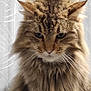 Gribouille participe au concours pour gagner de l'argent avec cette photo : animal, brown, cat, closeup, curtain, domestic_cat, ears, eyes, face, feline, fluffy, fur, indoor, long_hair, mammal, pet, portrait, sitting, tabby, whiskers