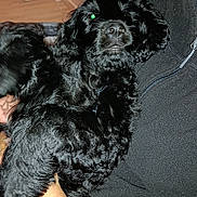 Artus a rejoint le concours — aidez-le/la à gagner de superbes lots ! dog, black_dog, curly_fur, pet, indoor, person, hand, jacket, jeans, lamp, giraffe_lamp, flash, green_eyes, cozy, furniture, living_room, holding, cute, animal, companion