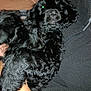 dog, black_dog, curly_fur, pet, indoor, person, hand, jacket, jeans, lamp, giraffe_lamp, flash, green_eyes, cozy, furniture, living_room, holding, cute, animal, companion