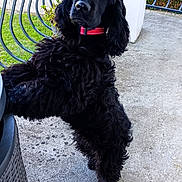 Artus a rejoint le concours — aidez-le/la à gagner de superbes lots ! animal, black_dog, canine, collar, concrete_floor, curly_fur, daylight, dog, fence, flower, fur, garden, hedge, leaning, metal_railing, outdoor, pet, red_collar, standing, wicker_chair