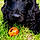 Artus