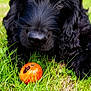 Artus participe au concours pour gagner de l'argent avec cette photo : animal, black_dog, canine, close_up, curious, cute, dog, fall, fur, garden, grass, green, leafy, nature, nose, outdoor, pet, playful, pumpkin, young_dog