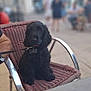 Artus participe au concours pour gagner de l'argent avec cette photo : dog, black_dog, puppy, chair, outdoor, cafe, leash, pet, wicker_chair, people, blurred_background, sidewalk, casual, seating, animal, cute, waiting, calm, daytime, collar