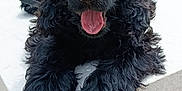 Artus participe au concours pour gagner de l'argent avec cette photo : dog, black_dog, curly_fur, tongue_out, happy, pet, animal, outdoor, stone_ledge, leash, person, jacket, blurred_background, park, resting, close_up, canine, fur, portrait, daylight