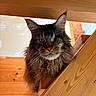 cat, one-eyed, fluffy, wooden_stairs, indoor, pet, long_hair, feline, close-up, curious, animal, mammal, portrait, wood, stairs, brown, fur, whiskers, ears, house