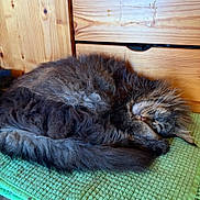 Kinaïe participe au concours pour gagner de l'argent avec cette photo : cat, sleeping, fluffy, long_hair, feline, pet, domestic_animal, resting, cozy, mat, green, wooden_furniture, drawer, indoor, cute, fur, whiskers, peaceful, curled_up, napping