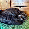 cat, sleeping, fluffy, long_hair, feline, pet, domestic_animal, resting, cozy, mat, green, wooden_furniture, drawer, indoor, cute, fur, whiskers, peaceful, curled_up, napping