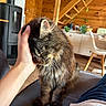 cat, fluffy, pet, hand, couch, indoor, wooden_wall, plant, stove, cozy, furniture, relaxing, comfort, animal, domestic, fur, whiskers, closeup, friendly, human