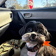 Rebel joined the competition — help win amazing prizes! dog, small_dog, black_dog, pet, car_interior, passenger_seat, window, stop_sign, sunlight, collar, orange_bow, backpack, bag, fur, close_up, portrait, eyes, nose, door_handle, trees