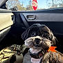 dog, small_dog, black_dog, pet, car_interior, passenger_seat, window, stop_sign, sunlight, collar, orange_bow, backpack, bag, fur, close_up, portrait, eyes, nose, door_handle, trees