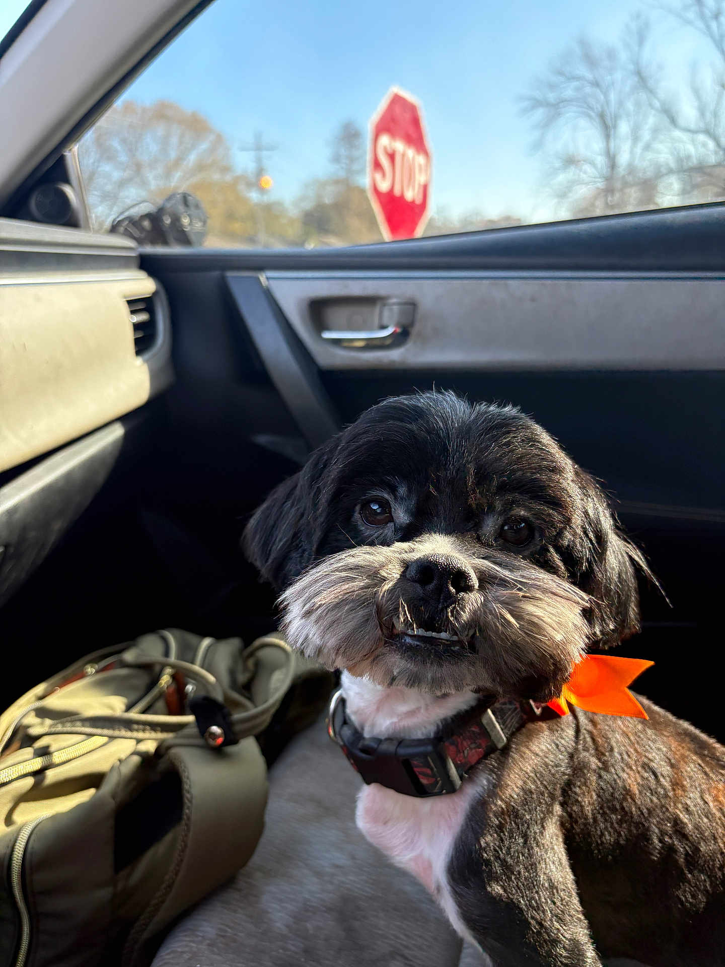 Rebel joined the competition — help win amazing prizes! dog, small_dog, black_dog, pet, car_interior, passenger_seat, window, stop_sign, sunlight, collar, orange_bow, backpack, bag, fur, close_up, portrait, eyes, nose, door_handle, trees