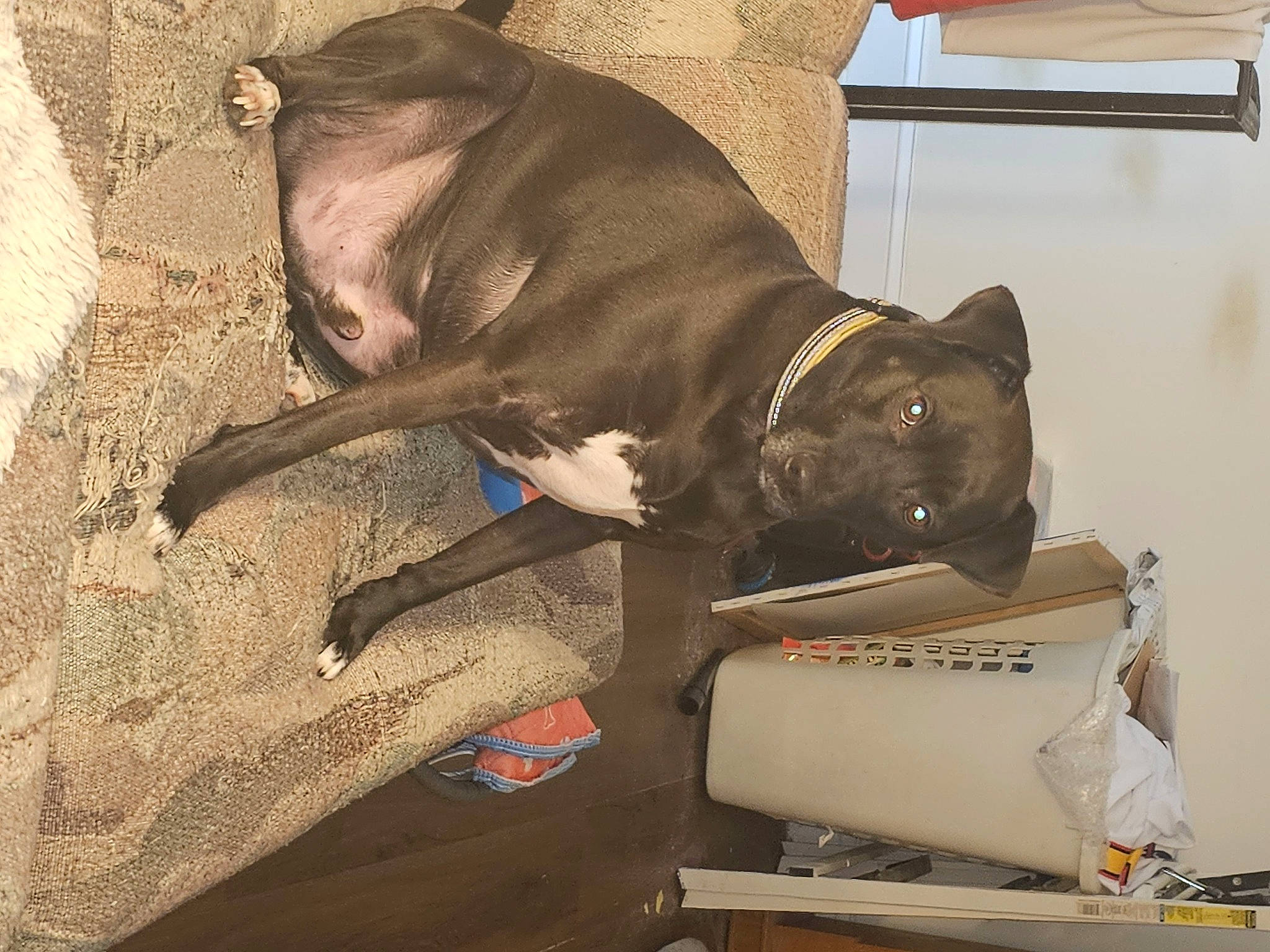 Boots is registered to the contest to win money with this photo: box, canidae, carnivore, collar, comfort, companion_dog, dog, dog_breed, dog_collar, dog_supply, fawn, guard_dog, leash, liver, pet_supply, snout, sporting_group, tail, whiskers, working_animal