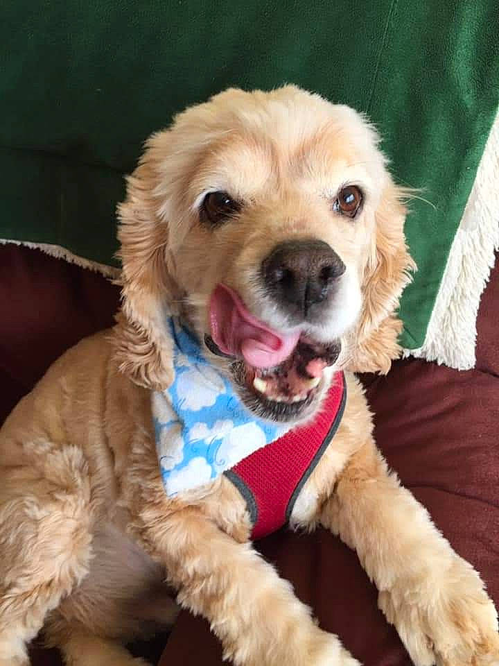 Boots is registered to the contest to win money with this photo: canidae, carnivore, collar, companion_dog, dog, dog_breed, dog_collar, dog_supply, ear, fawn, fur, leash, paw, pet_supply, puppy, retriever, snout, sporting_group, whiskers