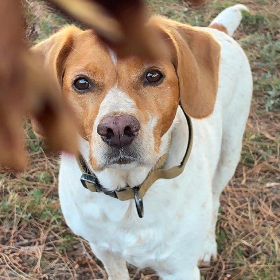Filou participe au concours pour gagner de l'argent avec cette photo : dog, puppy, pet, animal, portrait, outdoor, grass, pine_needles, brown_and_white, floppy_ears, collar, leash, standing, looking_at_camera, face, nose, eyes, hand, toy, natural_light