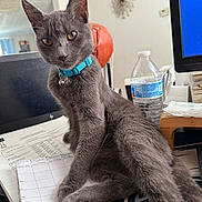 Blue joined the competition — help win amazing prizes! cat, gray_cat, feline, pet, collar, turquoise_collar, desk, papers, water_bottle, computer_monitor, office, indoor, curious, sitting, paw, clutter, household, furniture, closeup, domestic_animal