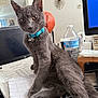 cat, gray_cat, feline, pet, collar, turquoise_collar, desk, papers, water_bottle, computer_monitor, office, indoor, curious, sitting, paw, clutter, household, furniture, closeup, domestic_animal