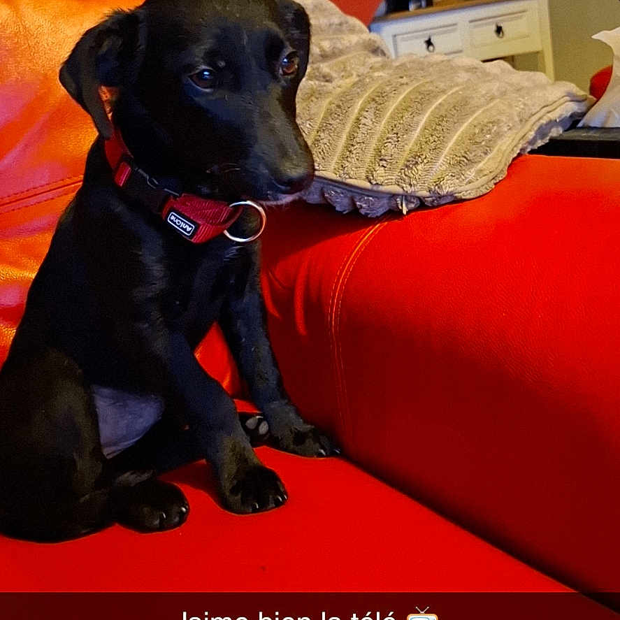 Sirena participe au concours pour gagner de l'argent avec cette photo : animal, black_dog, blanket, couch, cozy, dog, furniture, home, indoor, living_room, pet, red_collar, red_couch, sitting, small_dog, snapchat, staircase, text_overlay, watching_tv, wooden_stairs