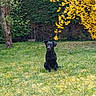 Sirena a rejoint le concours — aidez-le/la à gagner de superbes lots ! animal, black_dog, bushes, canine, daytime, dog, flora, garden, grass, greenery, leaves, nature, outdoor, peaceful, pet, sitting, spring, sunlight, tree, yellow_flowers