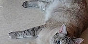Emmie is registered to the contest to win money with this photo: animal, cat, closeup, cute, domestic, ears, eyes, feline, floor, fur, indoor, looking, lying_down, mammal, pet, portrait, relaxed, striped, tile, whiskers