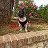dog, french_bulldog, pet, flower, pink_rose, tree_trunk, brick_wall, leash, garden, nature, outdoor, plant, greenery, sitting, cute, animal, canine, daylight, flora, harness