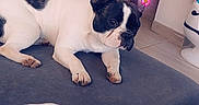 Saxa participe au concours pour gagner de l'argent avec cette photo : dog, french_bulldog, black_and_white, pet, indoor, ottoman, gray, floor, wall, flower_stickers, pink, purple, decor, blanket, checkered, cozy, relaxed, home, animal, cute