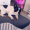 dog, french_bulldog, black_and_white, pet, indoor, ottoman, gray, floor, wall, flower_stickers, pink, purple, decor, blanket, checkered, cozy, relaxed, home, animal, cute
