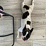 dog, black_and_white, tongue_out, floor, wooden_floor, tile_floor, indoor, pet, animal, playful, resting, chair_leg, basket, happy, looking_up, short_hair, small_dog, spot_pattern, flooring, domestic