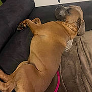 Uno participe au concours pour gagner de l'argent avec cette photo : dog, brown_dog, sleeping, couch, blanket, indoor, pet, relaxed, resting, animal, furniture, canine, cozy, toy, living_room, paw, head, ear, fur, home